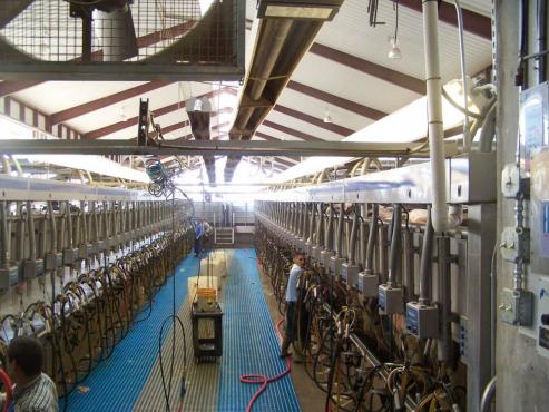 steel agricultural building with milking stations